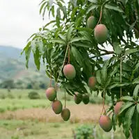 Frutales
