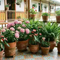 Plantas de matera