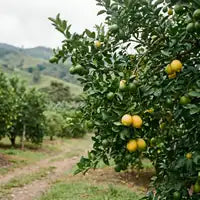 Cítricos