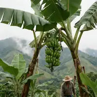 Plátano