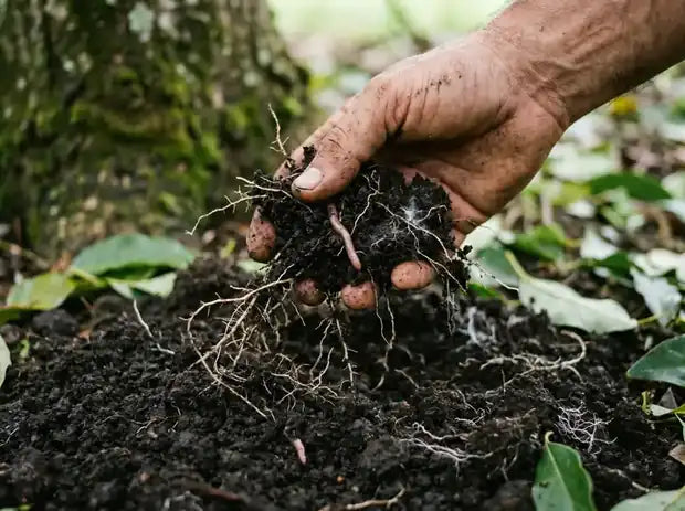 Mano levantando tierra negra y suelta llena de raíces finas y una lombriz