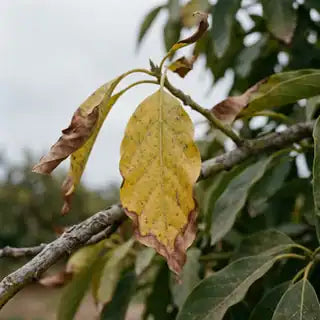 Hoja amarilla con las puntas quemadas