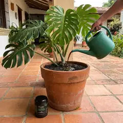 Aplicando la mezcla en la base de la planta con una regadera